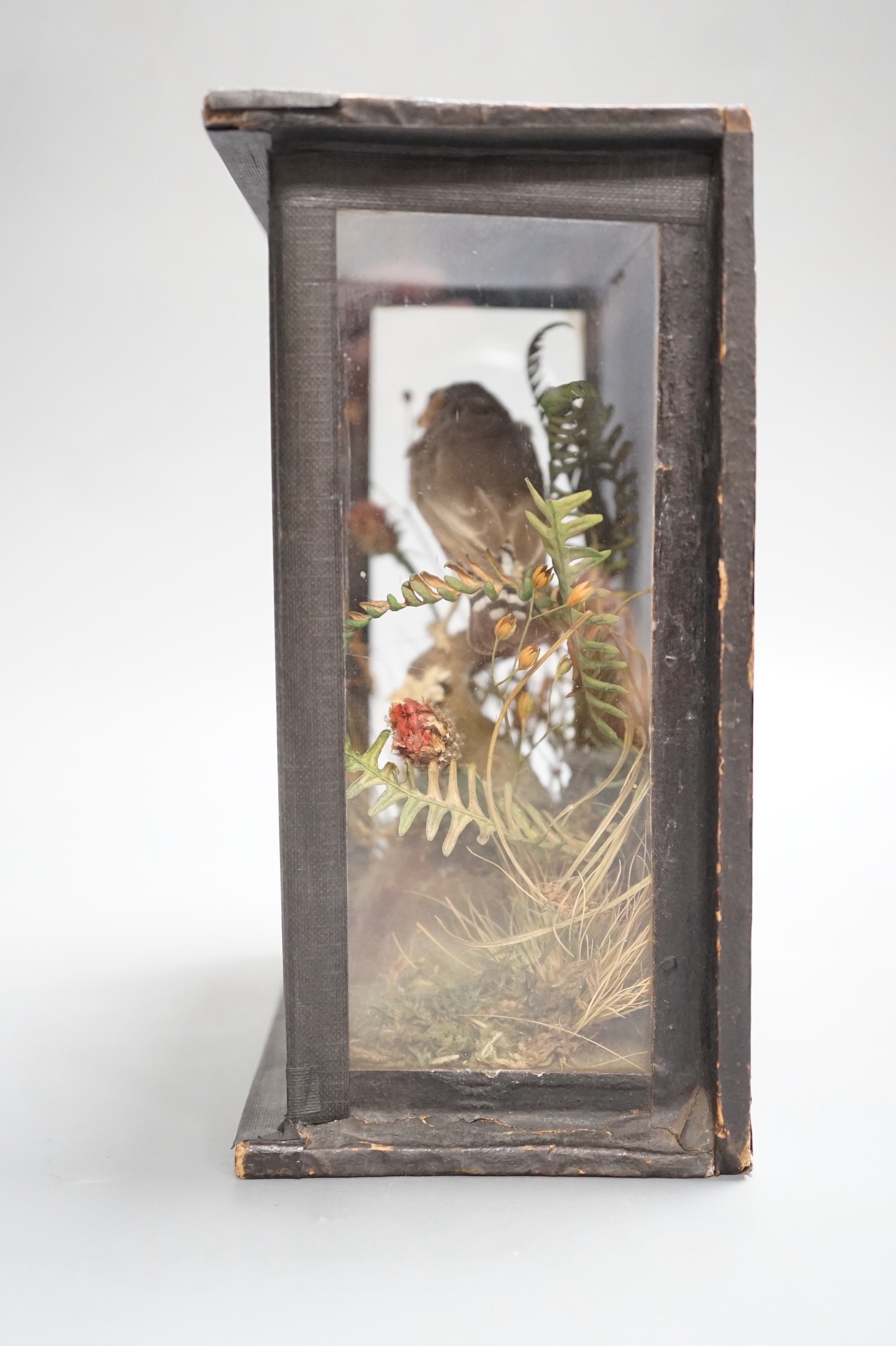 A late 19th/early 20th century taxidermy zebra finch in glazed wooden case - 19cm